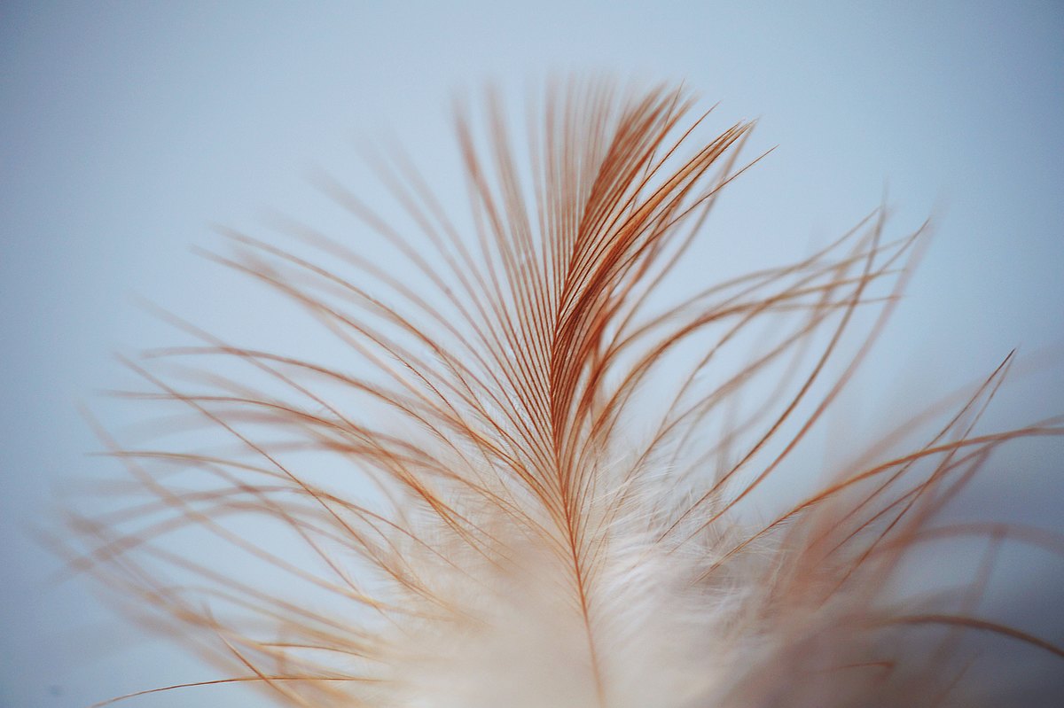 close-up-feather-macro-123024.jpg  
